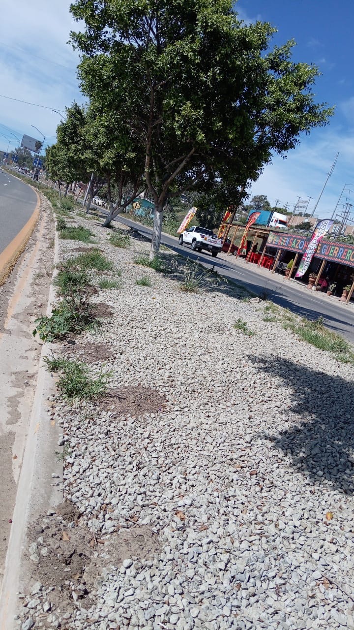 Área verde exterior con piedra decorativa