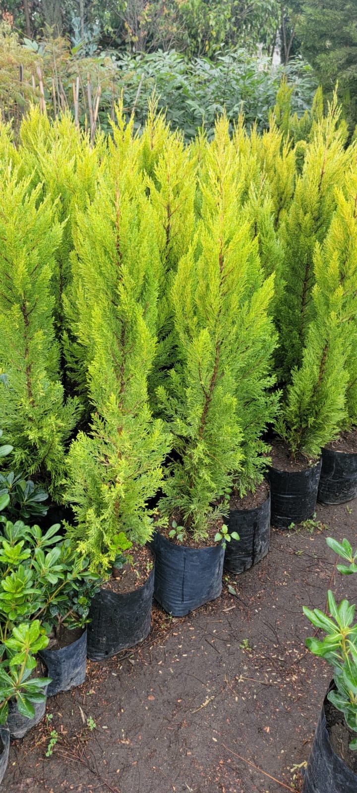 Plantas para suministro y venta